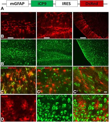 Astrocytes Are Required for Oligodendrocyte Survival and Maintenance of Myelin Compaction and Integrity